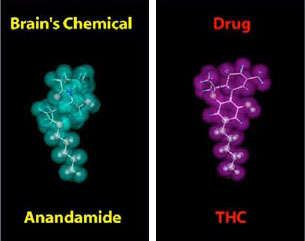 układ endokannabinoidowy