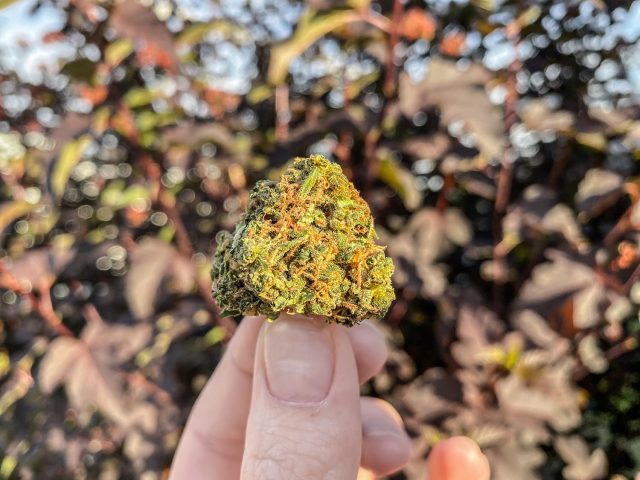 ghost train haze aurora pedanios 22/1