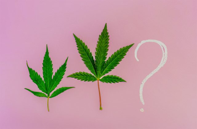 medyczna marihuana najczęściej zadawane pytania